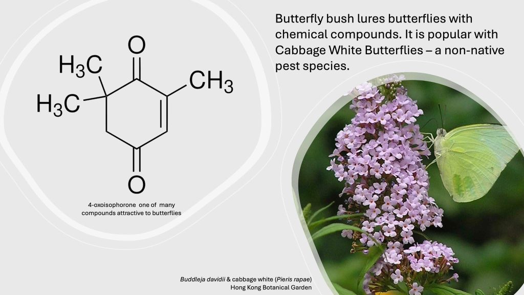 graphic of chemical compound in Buddleia davidii
