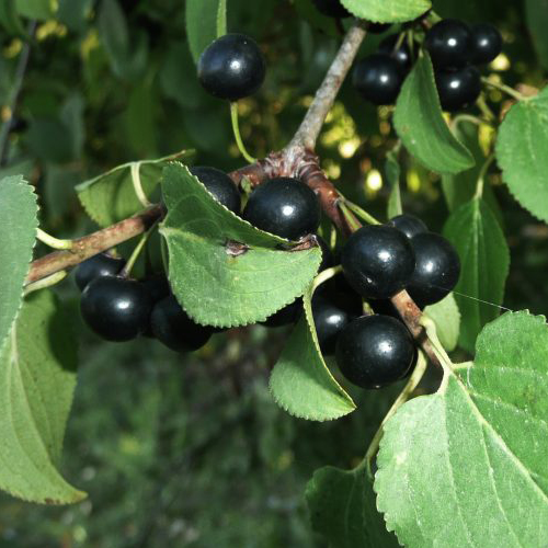 closeup of common buckthorn berries
