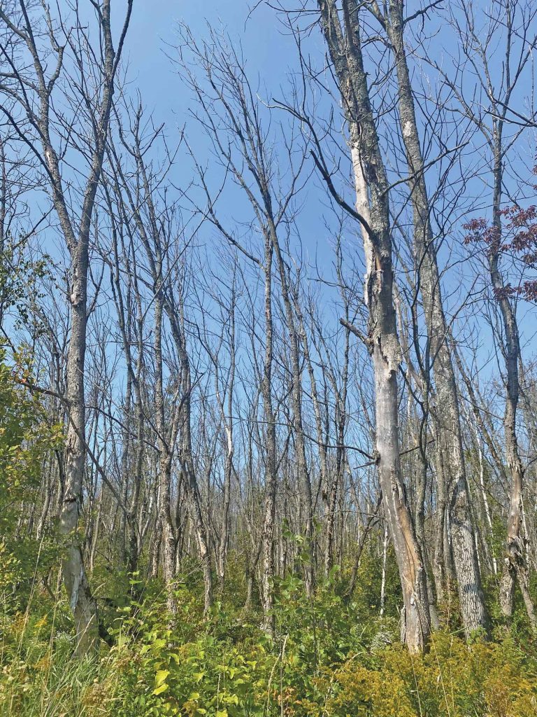 photo of dead ash trees on Bruce Peninsula, Ontario Canada
