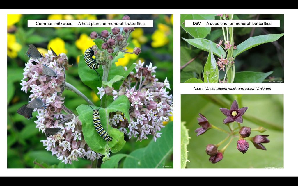 photos of dog-strangling vine and common milkweed