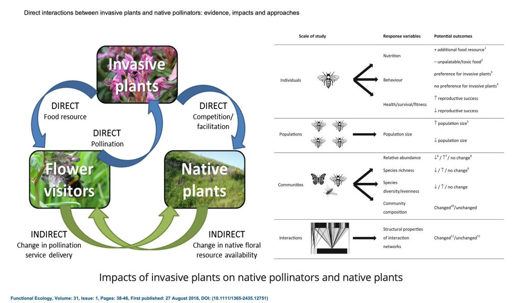 info graphic showing impacts of invasive plants on native pollinators and native plants