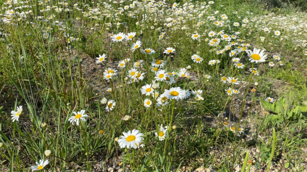 photo of oxeye daisy growing in Whiteshell Provincial Park, Manitoba