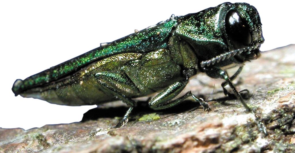 closeup photo of Emerald Ashe Borer