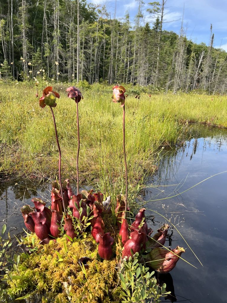 photo of pitcher plant